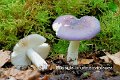Russula brunneoviolacea-amf1652